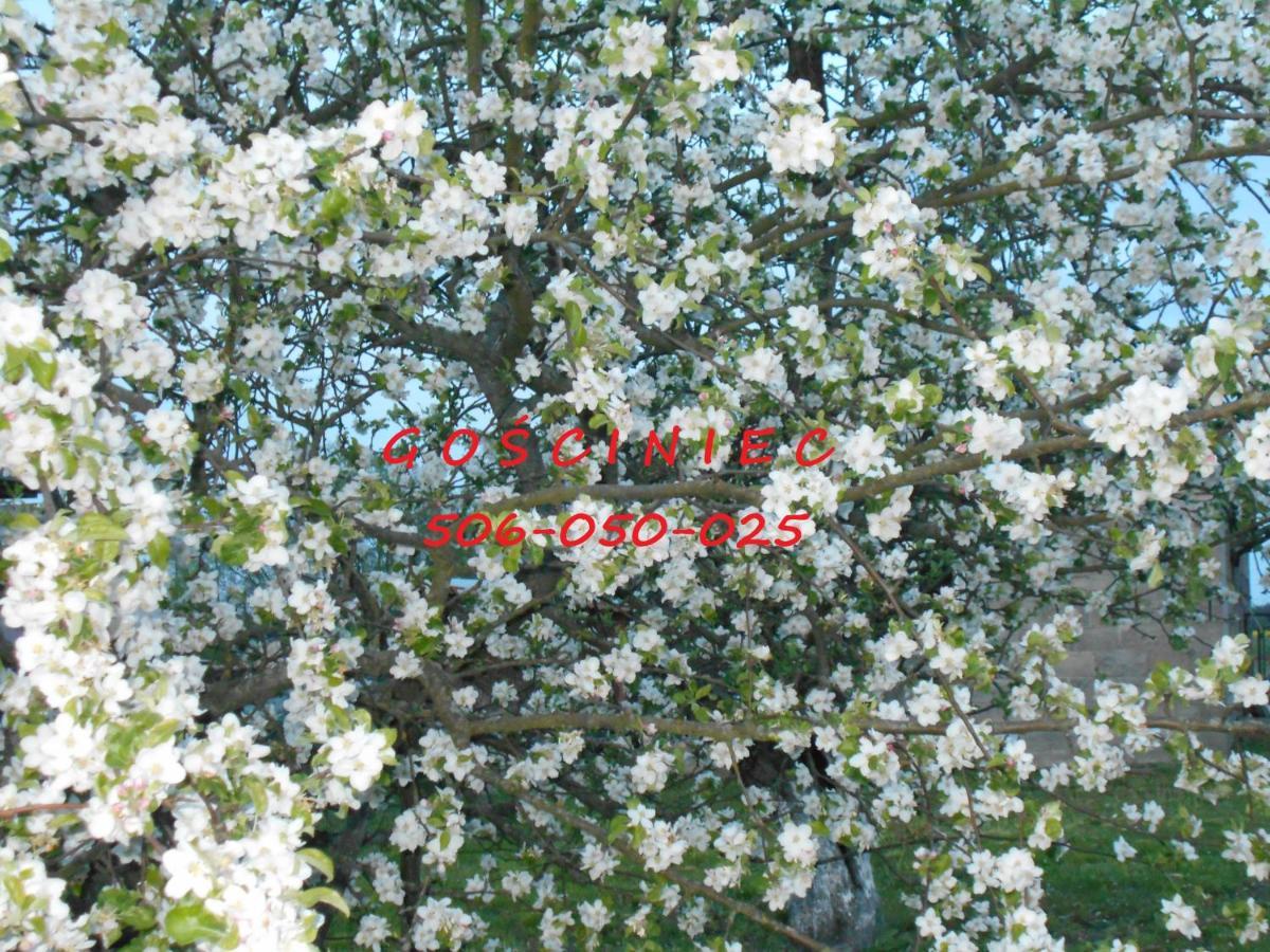 KodenGosciniec别墅 外观 照片